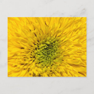 Teddy Bear Sunflower Postkarte