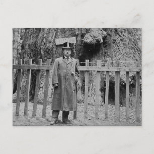 Teddy Roosevelt im Big Tree Grove Santa Cruz Postkarte
