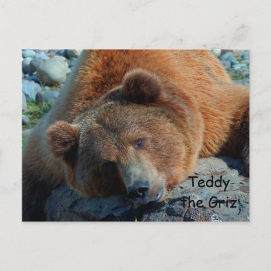 Teddy the Grizz Postkarte (Vorderseite)