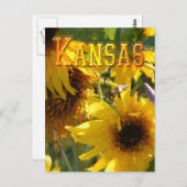 Teddybär-Sonnenblumen: Kansas Postkarte (Vorne/Hinten)