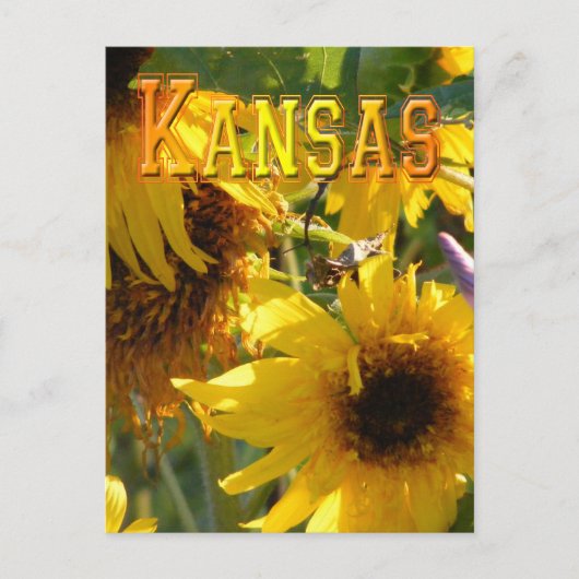 Teddybär-Sonnenblumen: Kansas Postkarte (Vorderseite)