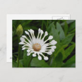 Tee Cup Daisey Postkarte (Vorne/Hinten)