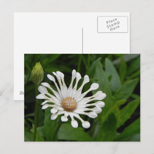 Tee Cup Daisey Postkarte (Vorne/Hinten)