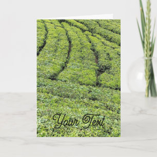Tee-Gärten von Munnar auf Grußkarte Karte