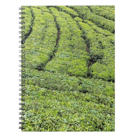 Tee-Gärten von Munnar auf Notizblock (Vorderseite)
