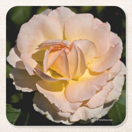 Tee-Rose Rechteckiger Pappuntersetzer (Vorderseite)