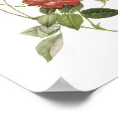 Tee-Rose (Rosa indica cruenta) von Redouté Poster (Ecke)