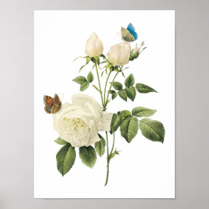 Tee-Rose (Rosa indica) von Redouté Poster