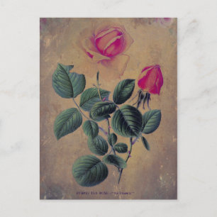 Tee-Rosen-Grunge Postkarte
