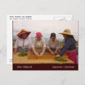 Teegärten von Porto Formoso Postkarte (Vorne/Hinten)