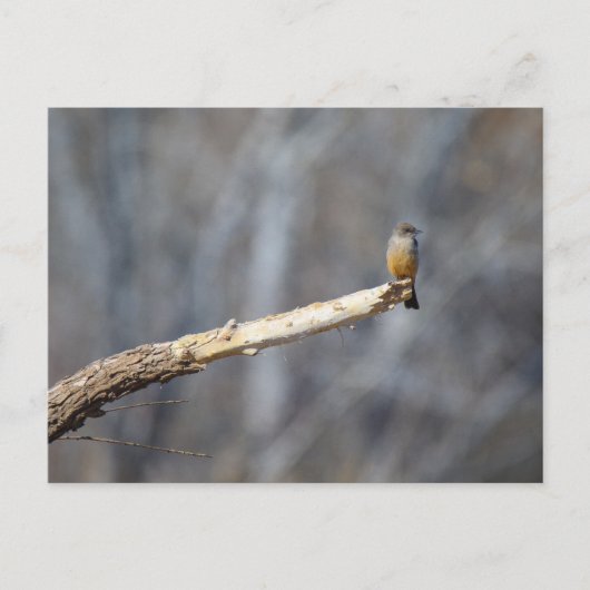 Teenie Tiny Postkarte (Vorderseite)