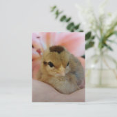 Teeny Baby Chicken in meiner Hand Postkarte (Stehend Vorderseite)