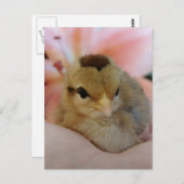 Teeny Baby Chicken in meiner Hand Postkarte (Vorne/Hinten)