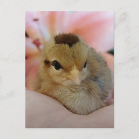 Teeny Baby Chicken in meiner Hand Postkarte (Vorderseite)
