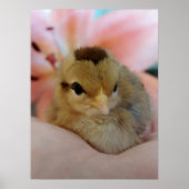 Teeny in Hand Poster (Vorne)