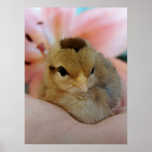 Teeny in Hand Poster