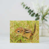 Teeny Tiny Baby Chipmunk Postkarte (Stehend Vorderseite)