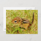 Teeny Tiny Baby Chipmunk Postkarte (Vorne/Hinten)