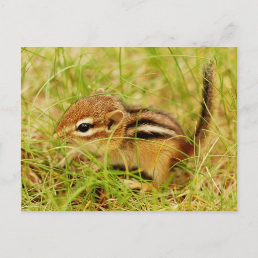 Teeny Tiny Baby Chipmunk Postkarte (Vorderseite)