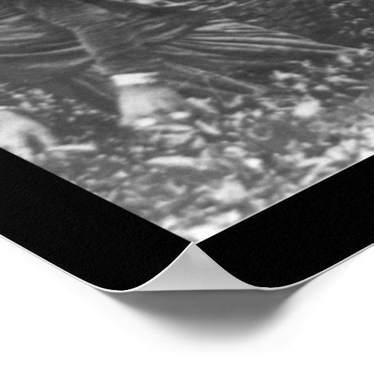 Teepicker im Himalaya 1901 Poster (Ecke)