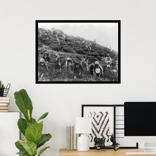 Teepicker im Himalaya 1901 Poster (Heimbüro)