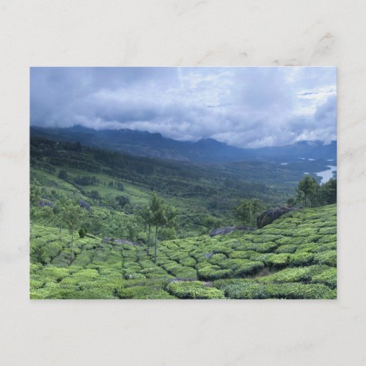 Teeplantage 2 Kerala Staat Indien Postkarte (Vorderseite)