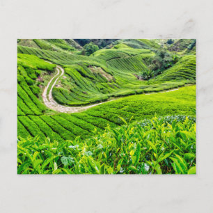 Teeplantage Cameron Highlands Feiertagspostkarte