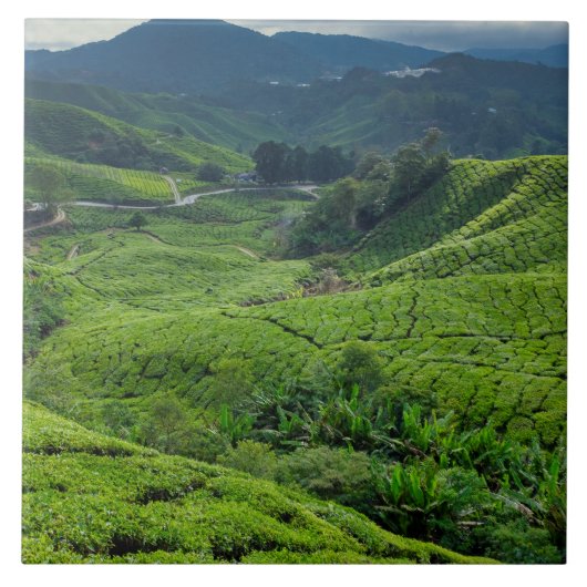 Teeplantage Cameron Highlands Fliese (Vorderseite)