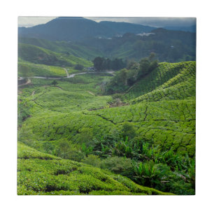 Teeplantage Cameron Highlands Fliese