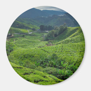 Teeplantage Cameron Highlands Magnet