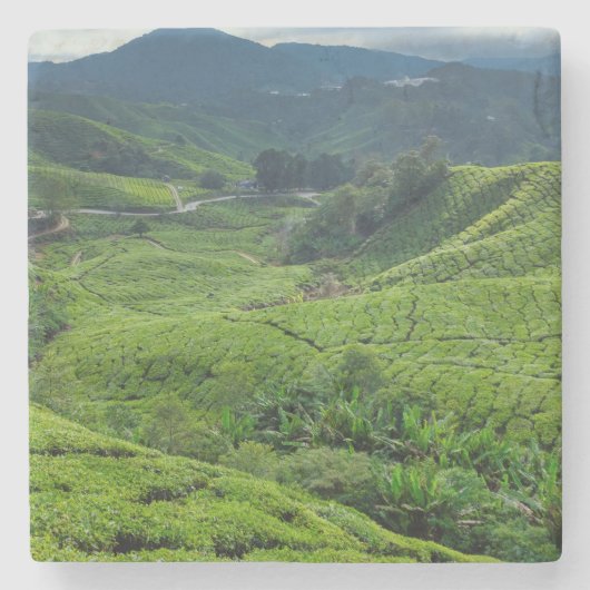 Teeplantage Cameron Highlands Steinuntersetzer (Vorderseite)