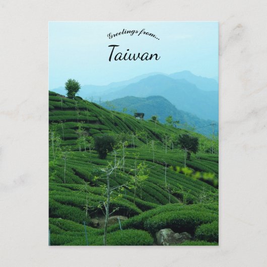 Teeplantage in Taiwan Postkarte (Vorderseite)
