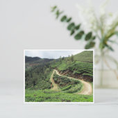 Teeplantagen Postkarte (Stehend Vorderseite)