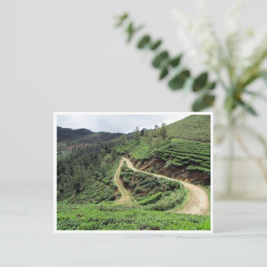 Teeplantagen Postkarte (Stehend Vorderseite)