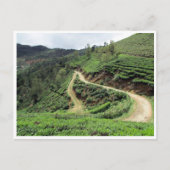 Teeplantagen Postkarte (Vorderseite)