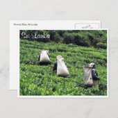 Teeplantagen Postkarte (Vorne/Hinten)