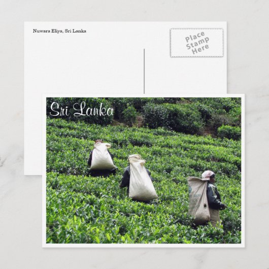 Teeplantagen Postkarte (Vorne/Hinten)