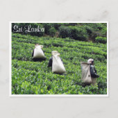 Teeplantagen Postkarte (Vorderseite)