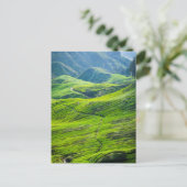 Teeplantagen Postkarte (Stehend Vorderseite)