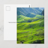 Teeplantagen Postkarte (Vorne/Hinten)