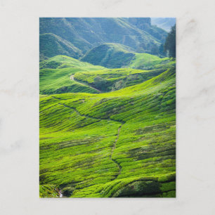Teeplantagen Postkarte