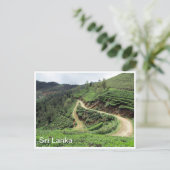 Teeplantagen Sri Lanka Postkarte (Stehend Vorderseite)