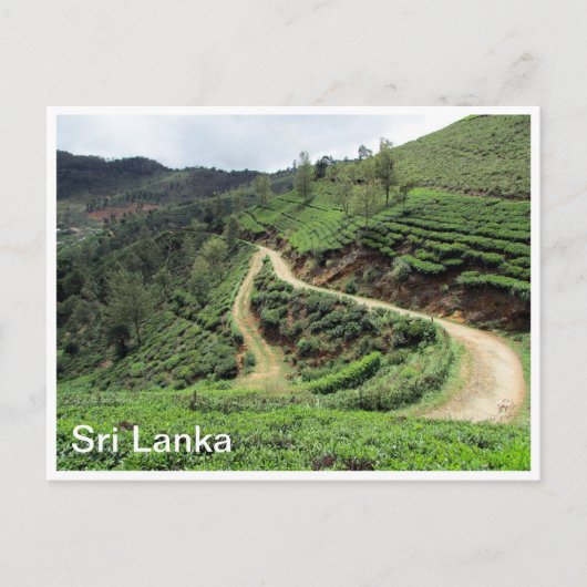 Teeplantagen Sri Lanka Postkarte (Vorderseite)