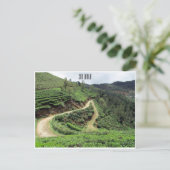 Teewege Sri lanka Postkarte (Stehend Vorderseite)
