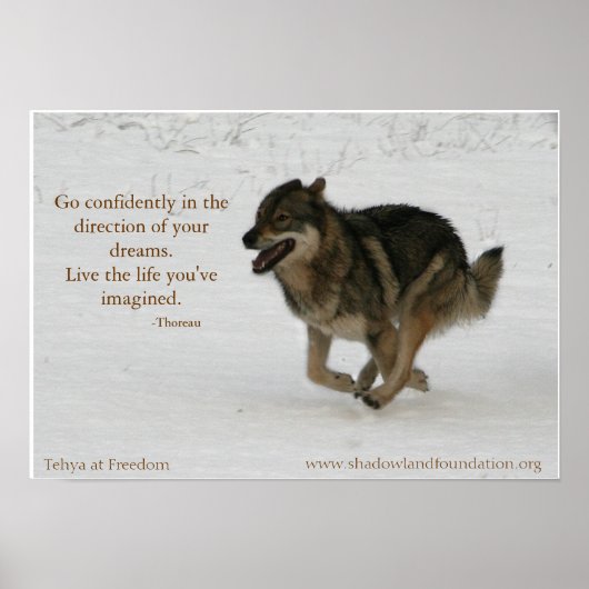 Tehya bei Freedom Wolflection Poster (Vorne)