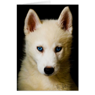 Tehya - Siberischer Husky