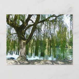 Teich durch den weidenden Wildbaum Postkarte