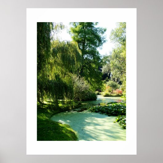 Teich mit Entenkraut bedeckt Poster (Vorne)
