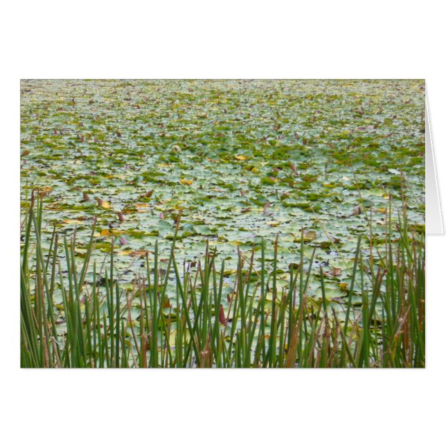 Teich-Pflanzen (Vorderseite (Horizontal))