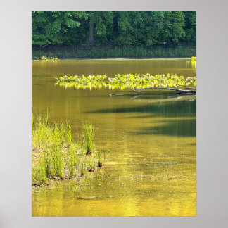 Teich-Wasserlandschaft-Foto-Poster Poster